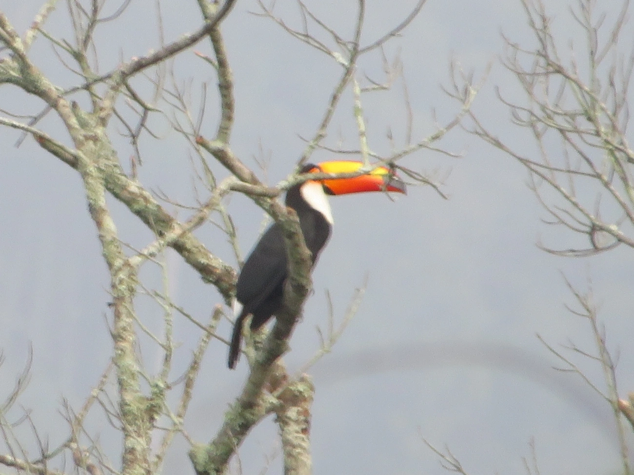 Tucano-toco (Ramphastos toco), aves, fotografado em Maresias, São Sebastião