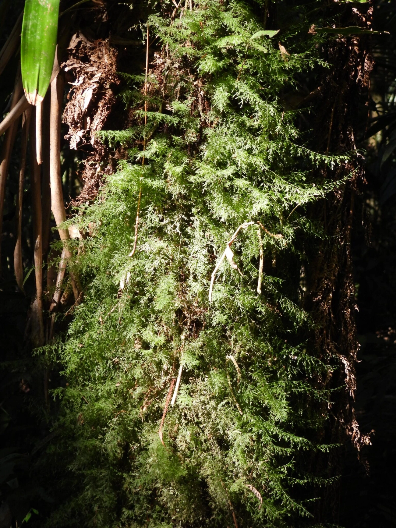 Trichomanes, plantas, fotografado em Resende