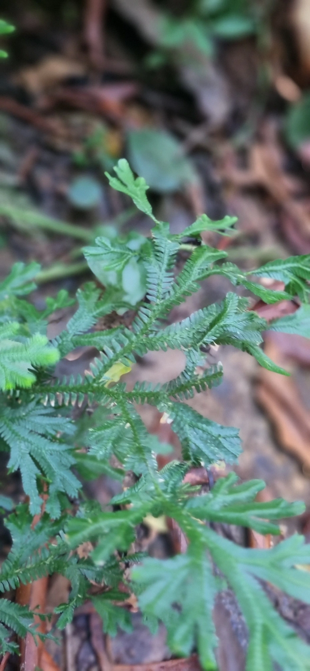Selaginella, plantas, fotografado em São Sebastião