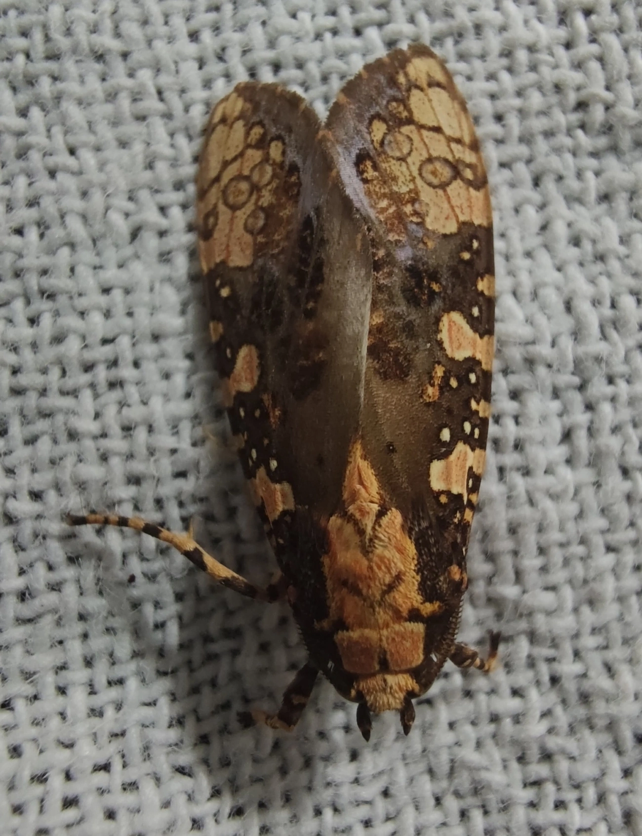 Mariposa-tigre (Cresera annulata), insetos, fotografado em Maresias, São Sebastião