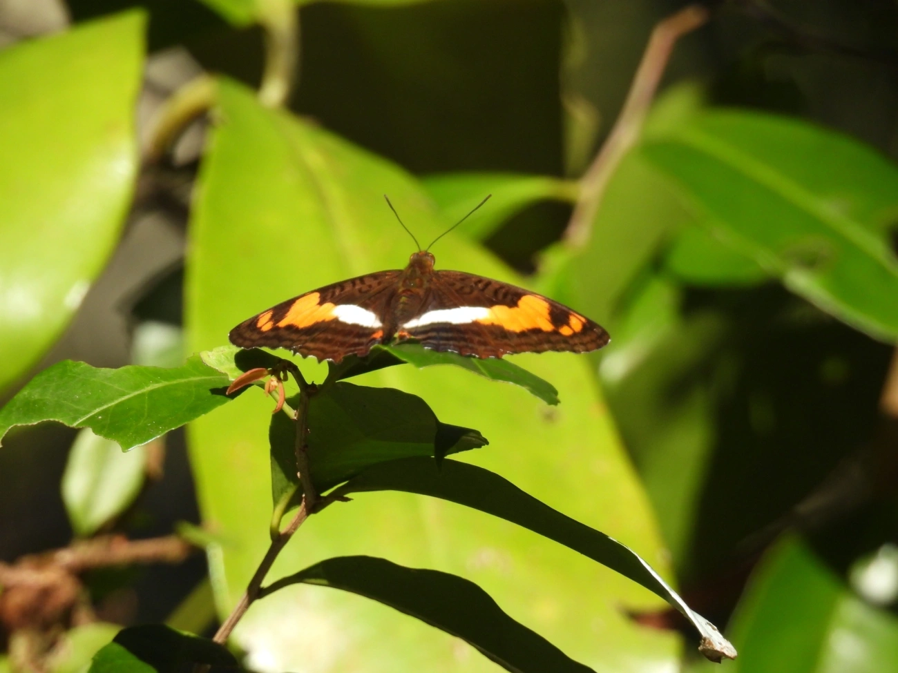 Adelpha, insetos, fotografado em Maresias, São Sebastião