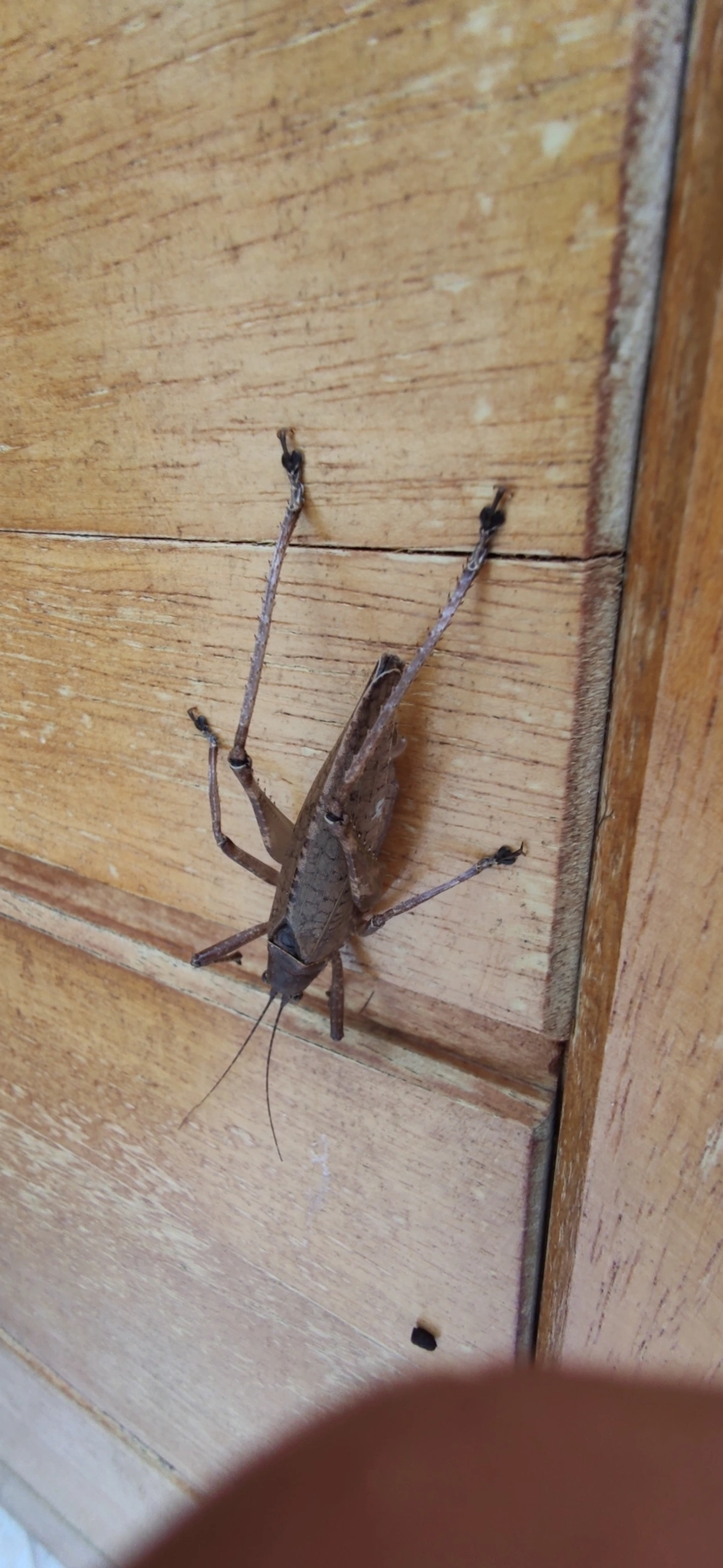 Meroncidius, insetos, fotografado em Maresias, São Sebastião