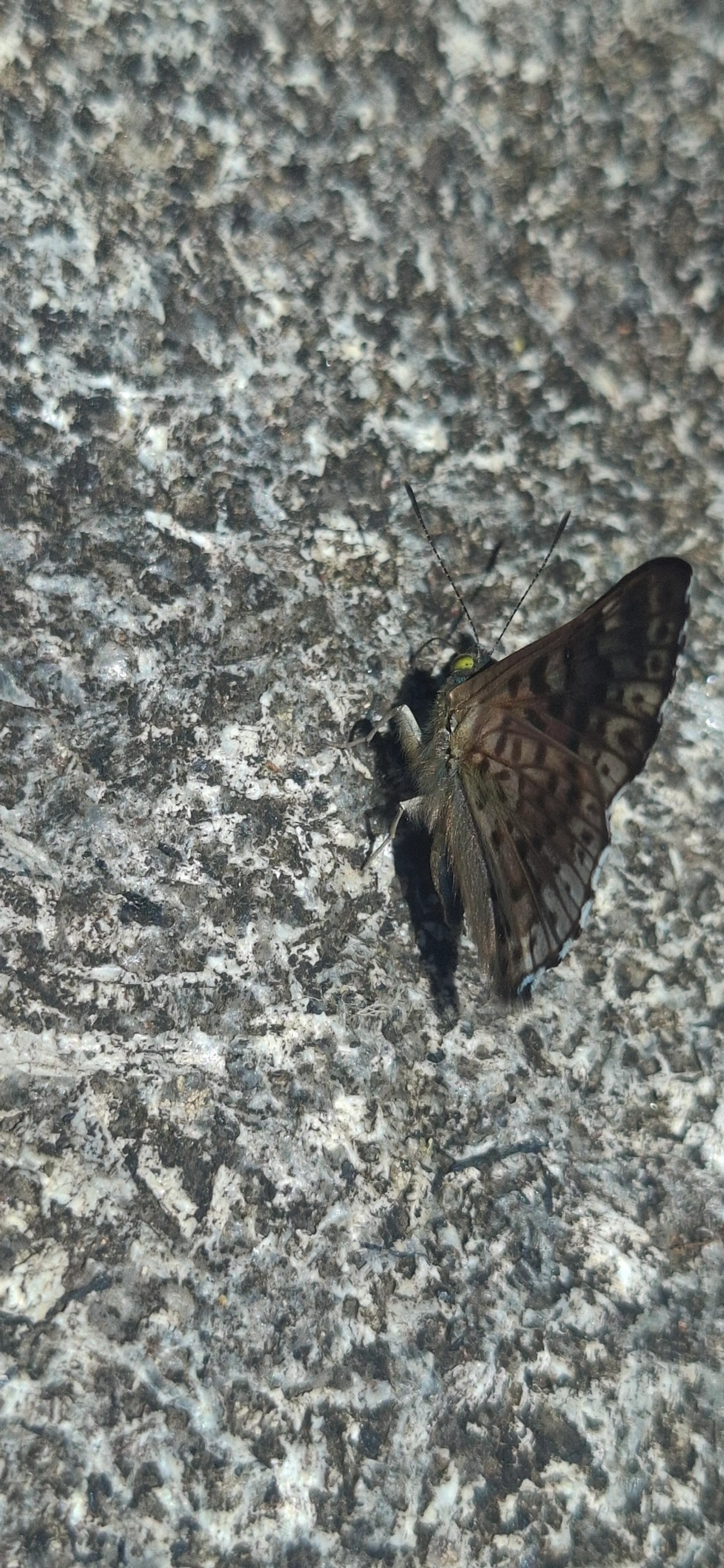 Safira-brilhante (Lasaia agesilas), insetos, fotografado em Queluz