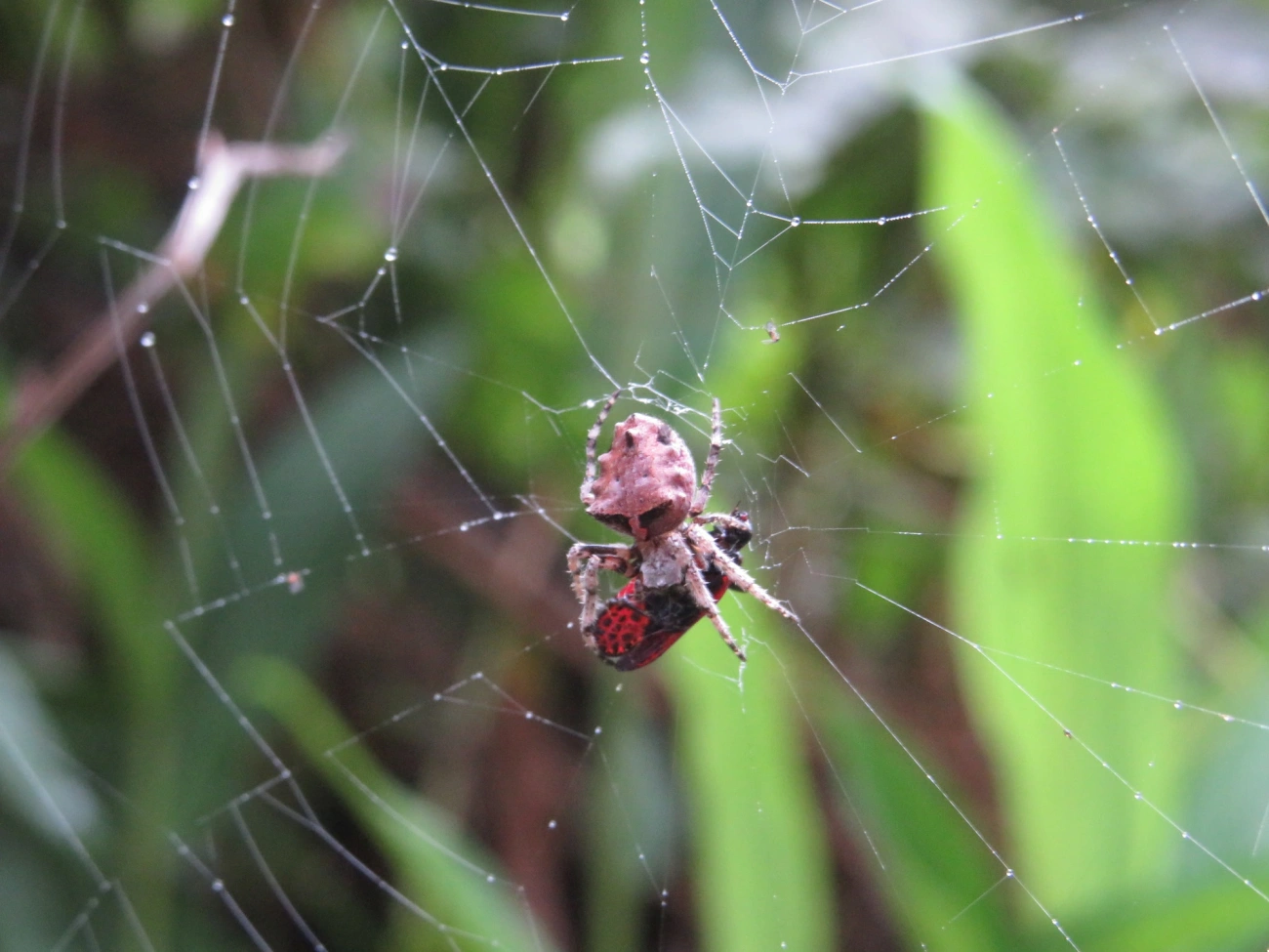 Parawixia, aracnídeos, fotografado em Maresias, São Sebastião