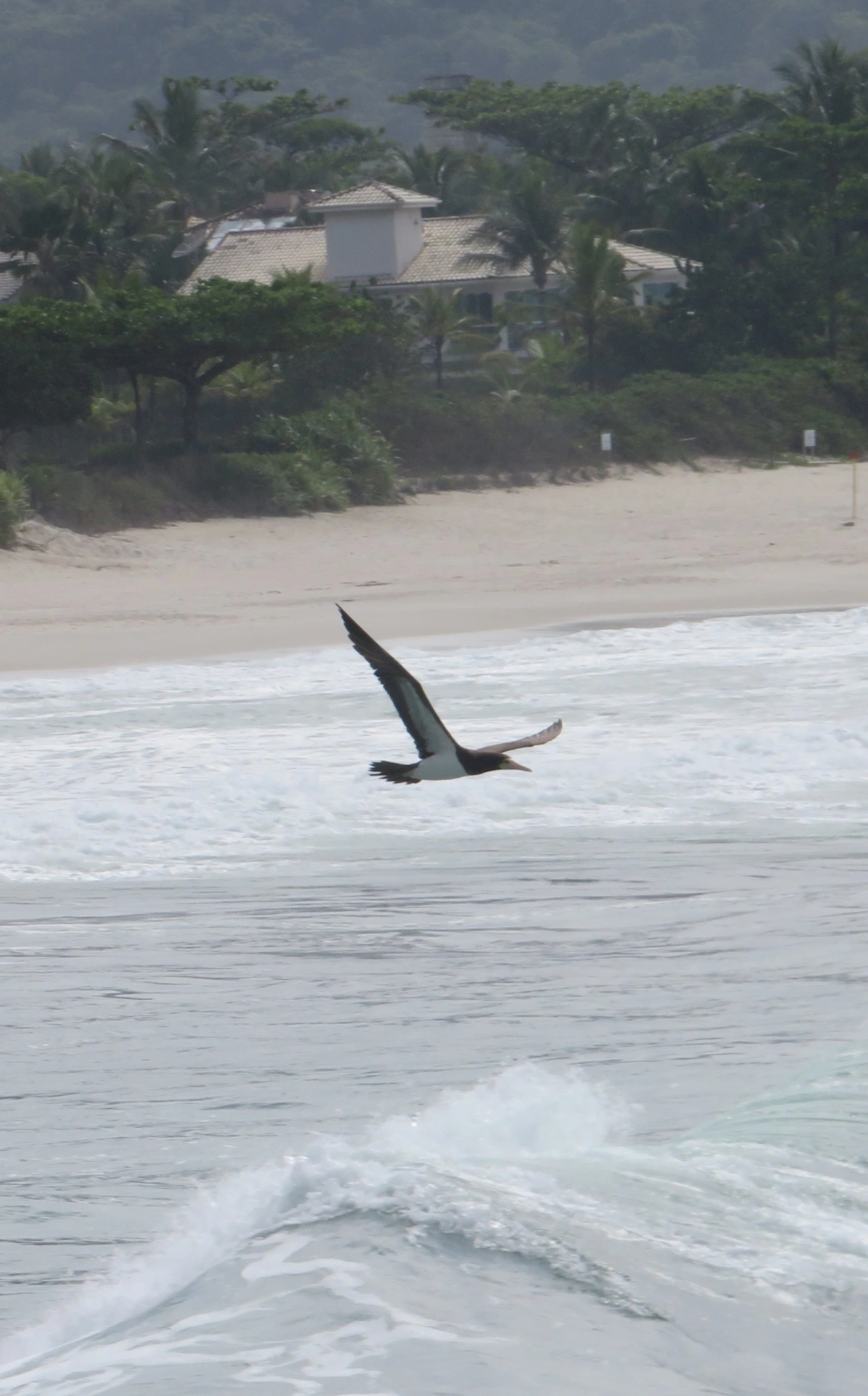 Atobá-pardo (Sula leucogaster), aves, fotografado em Maresias, São Sebastião