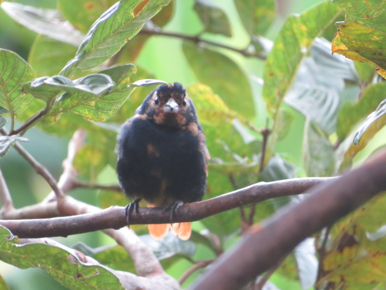 Tiê-preto (Tachyphonus coronatus), aves, fotografado em Maresias, São Sebastião