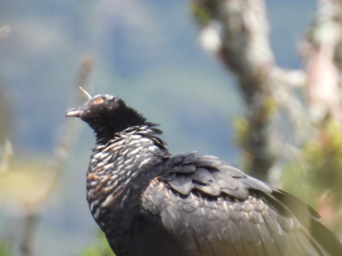 Anhuma (Anhima cornuta), aves, fotografado em Maresias, São Sebastião