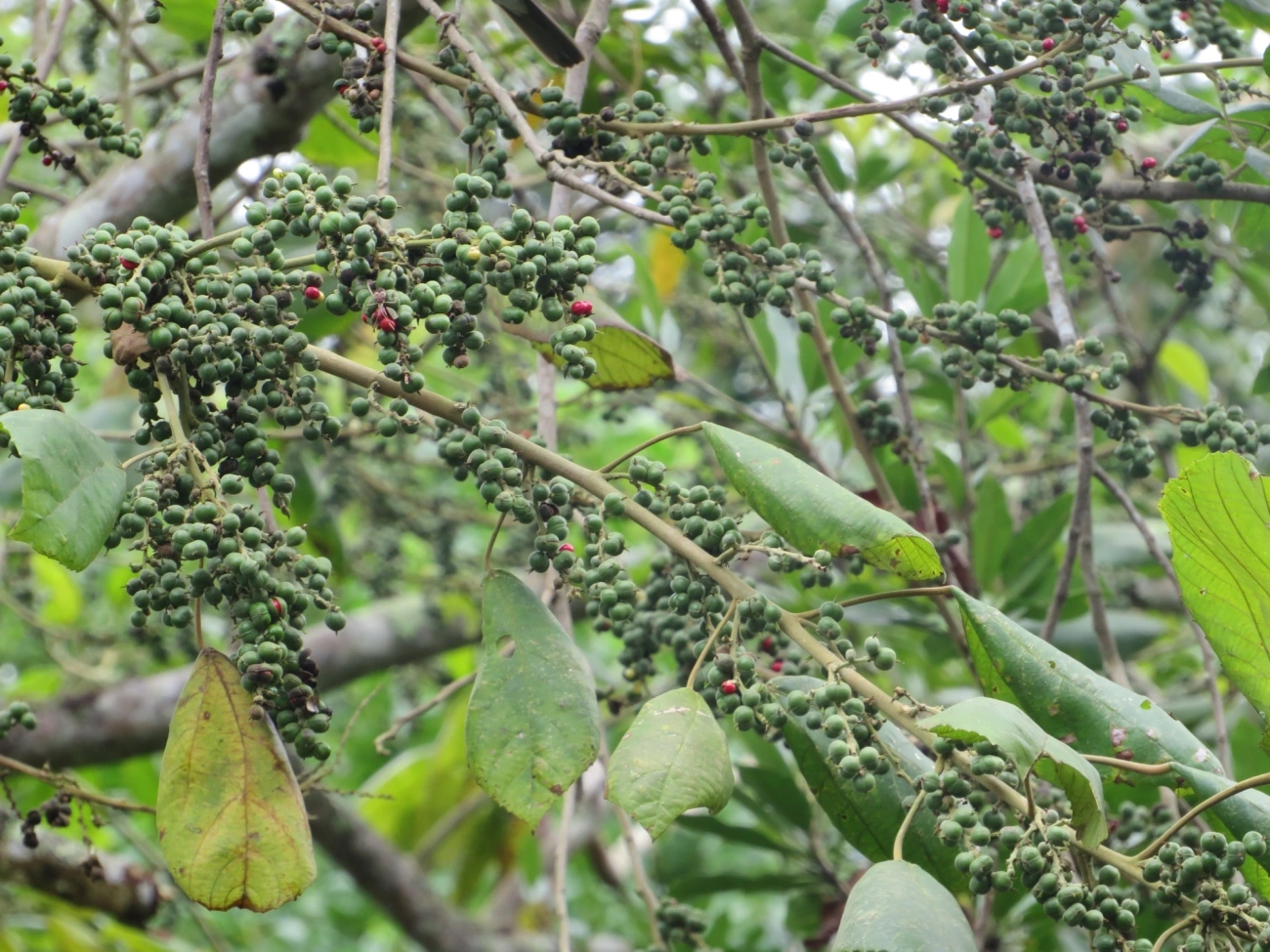Tamanqueiro (Alchornea glandulosa), plantas, fotografado em Maresias, São Sebastião
