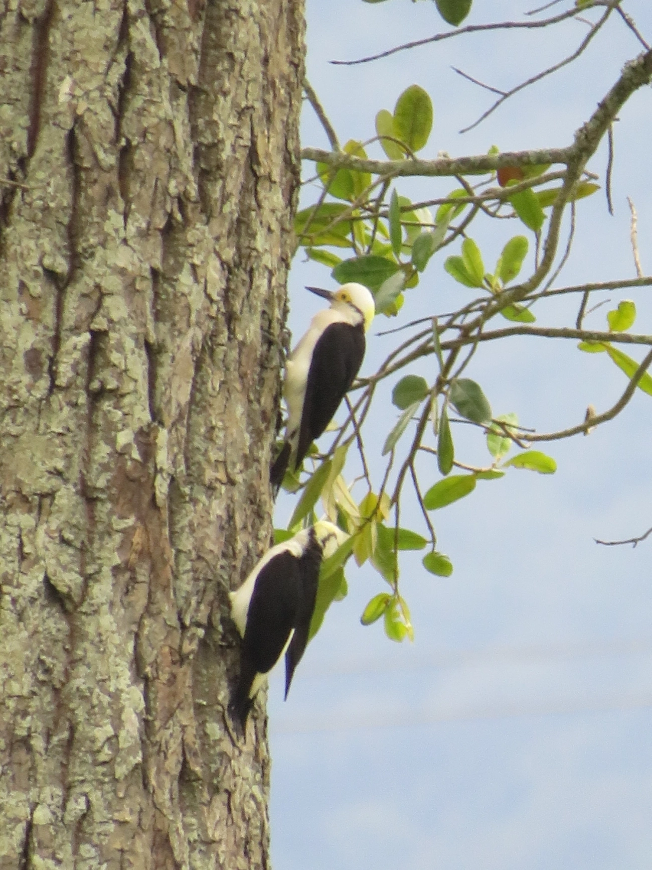 Pica-pau-branco (Melanerpes candidus), aves, fotografado em Maresias, São Sebastião