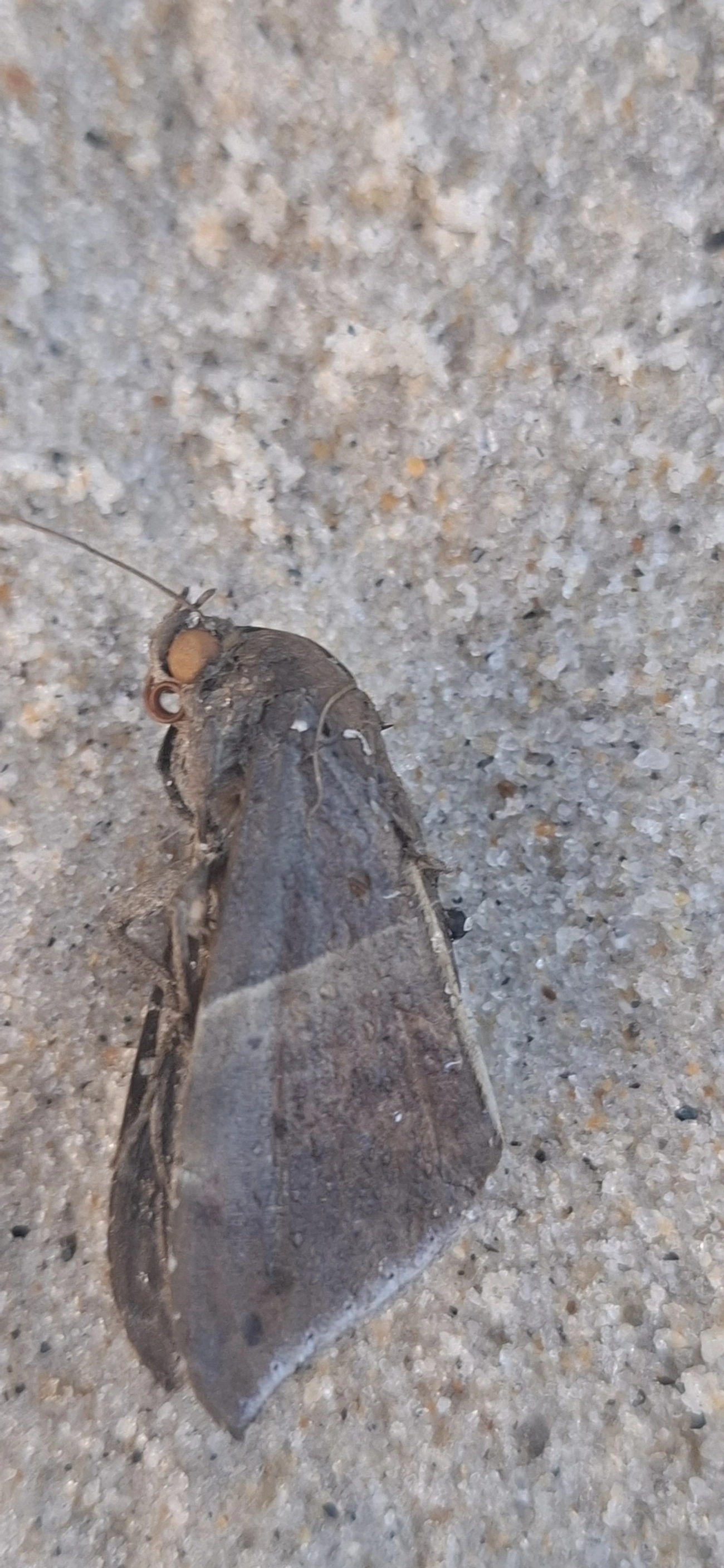 Erebinae, insetos, fotografado em São Sebastião