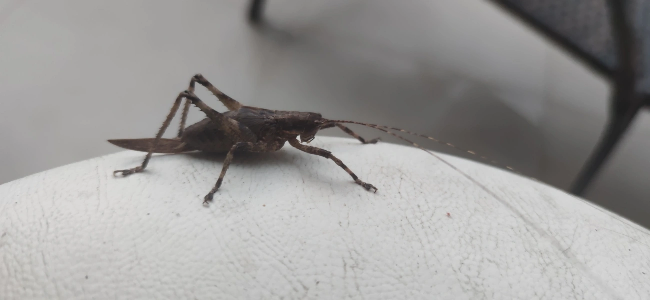 Meroncidius, insetos, fotografado em Maresias, São Sebastião