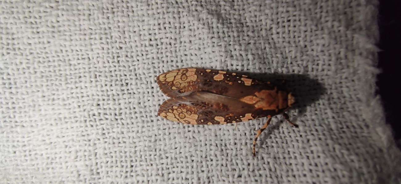 Mariposa-tigre (Cresera annulata), insetos, fotografado em Maresias, São Sebastião