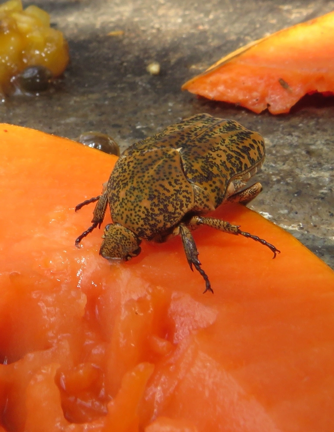 Besouro-joia-esculturado (Marmarina insculpta), insetos, fotografado em Maresias, São Sebastião