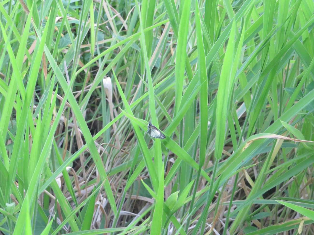 Hespéria-branca-nervurada (Heliopetes arsalte), insetos, fotografado em Maresias, São Sebastião