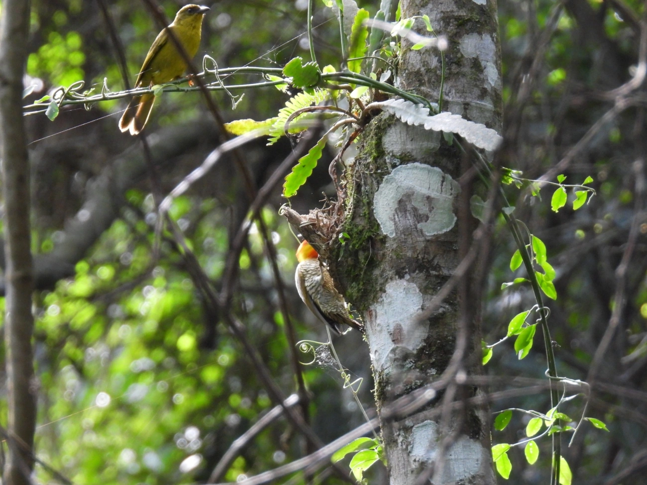 Pica-pau-bufador (Piculus flavigula), aves, fotografado em Paúba, São Sebastião