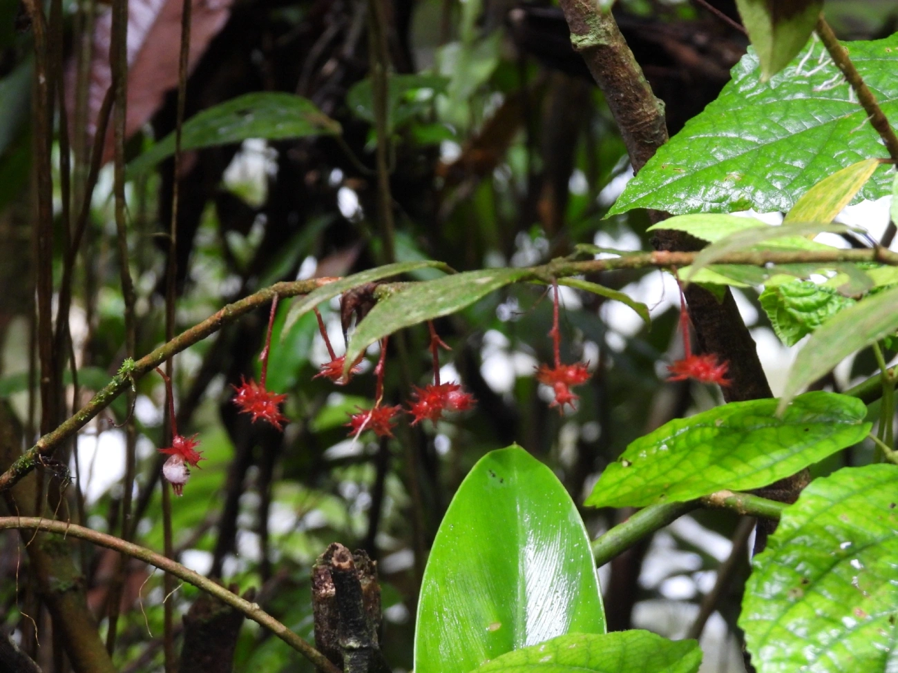 Pixiricas e Afins (Miconia), plantas, fotografado em Maresias, São Sebastião