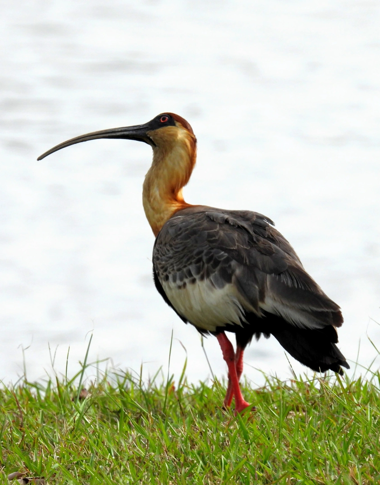 Curicaca (Theristicus caudatus), aves, fotografado em Praia da Enseada, São Sebastião