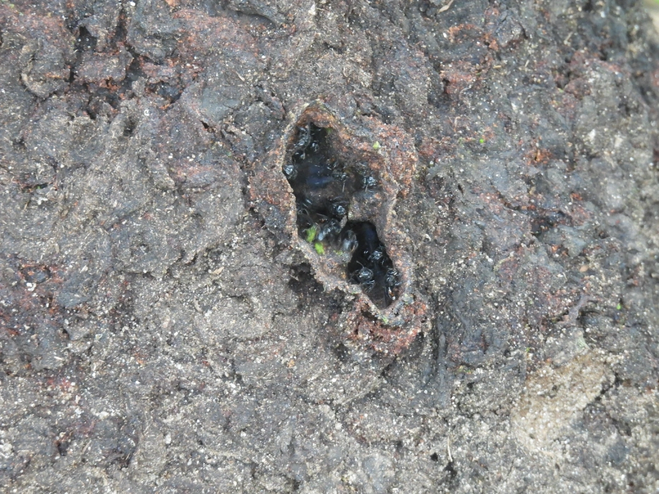 Arapuá (Trigona spinipes), insetos, fotografado em São Sebastião