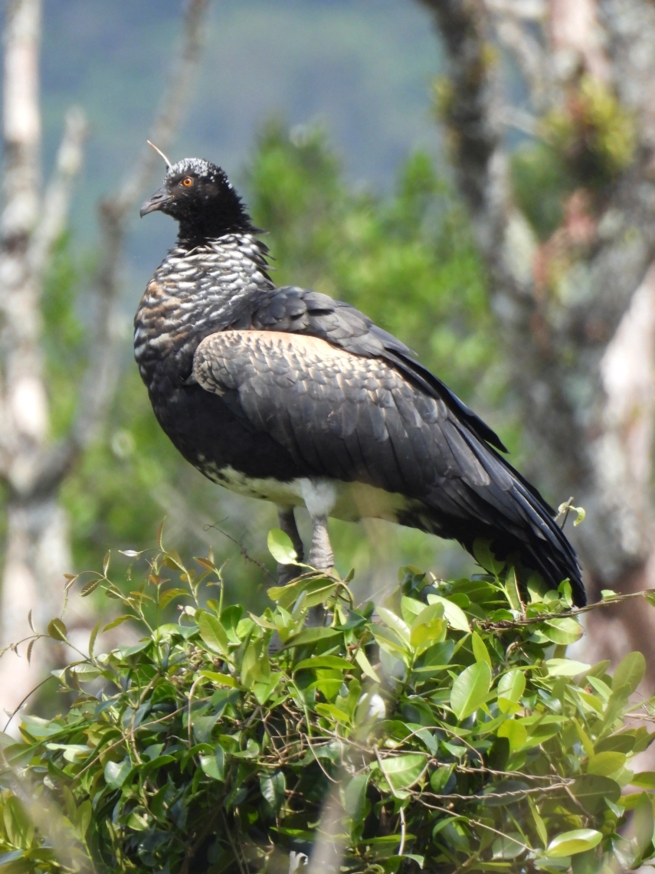 Anhuma (Anhima cornuta), aves, fotografado em Maresias, São Sebastião