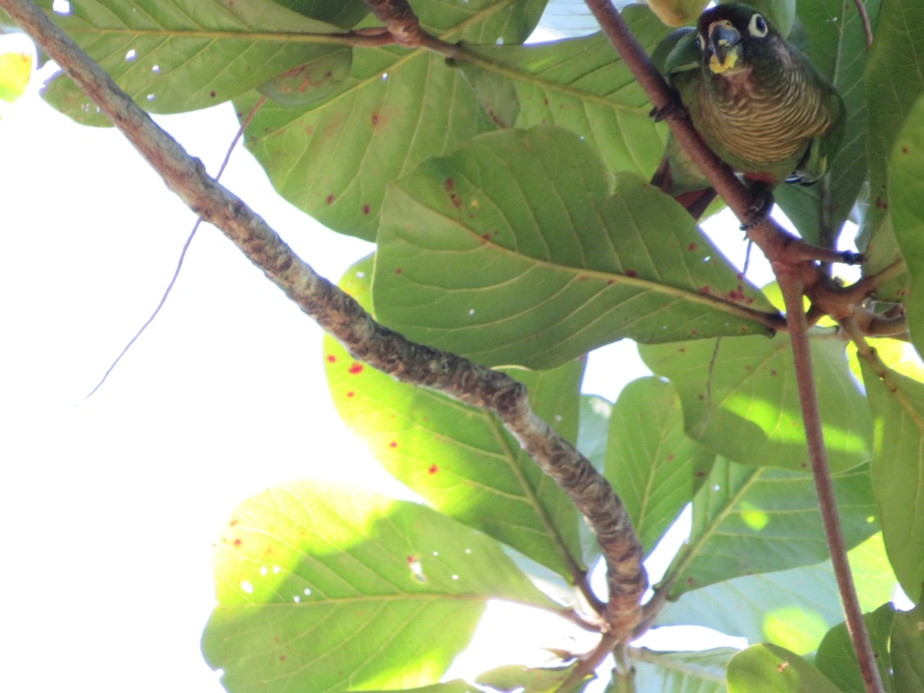 Tiriba-de-testa-vermelha (Pyrrhura frontalis), aves, fotografado em Maresias, São Sebastião