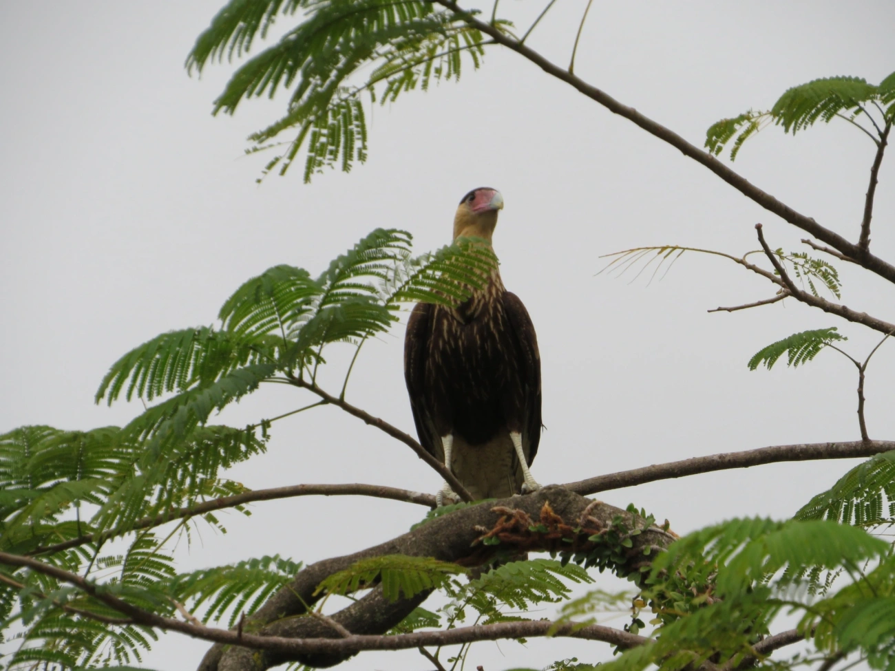 Carcará (Caracara plancus), aves, fotografado em São Sebastião