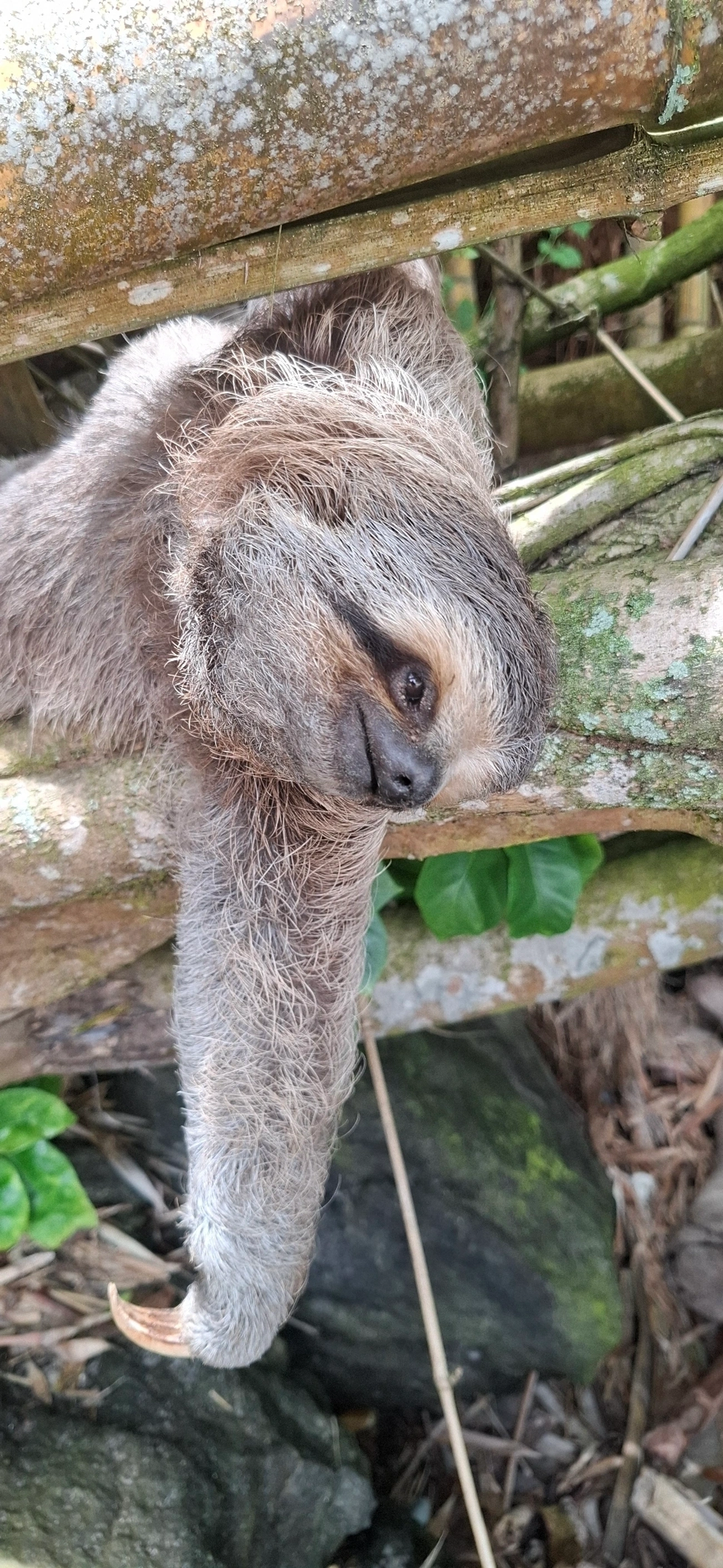 Preguiça-comum (Bradypus variegatus), mamíferos, fotografado em Praia de Santiago, São Sebastião
