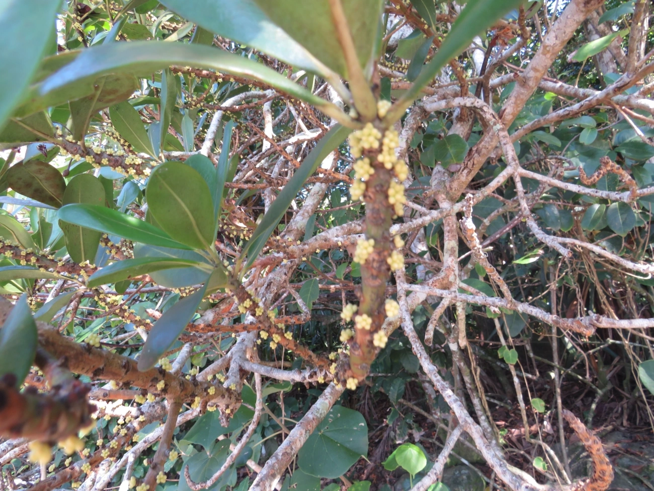 Capororoca (Myrsine umbellata), plantas, fotografado em Maresias, São Sebastião