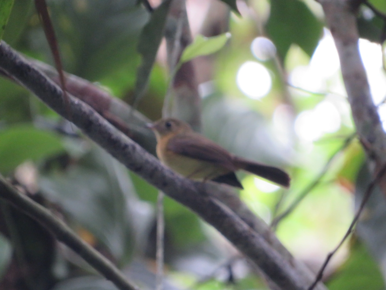Assanhadinho (Myiobius barbatus), aves, fotografado em Maresias, São Sebastião