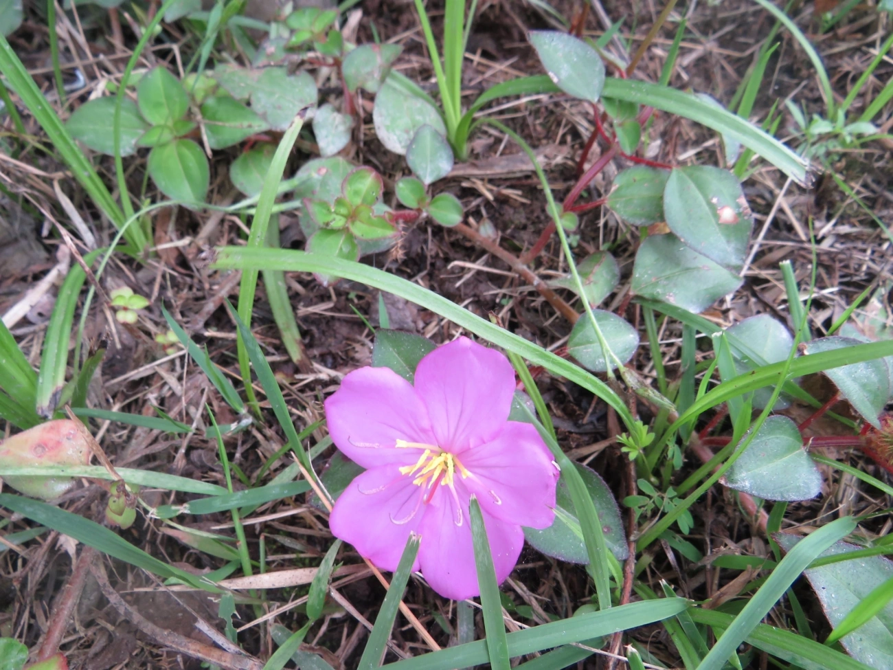 Heterotis rotundifolia, plantas, fotografado em Maresias, São Sebastião