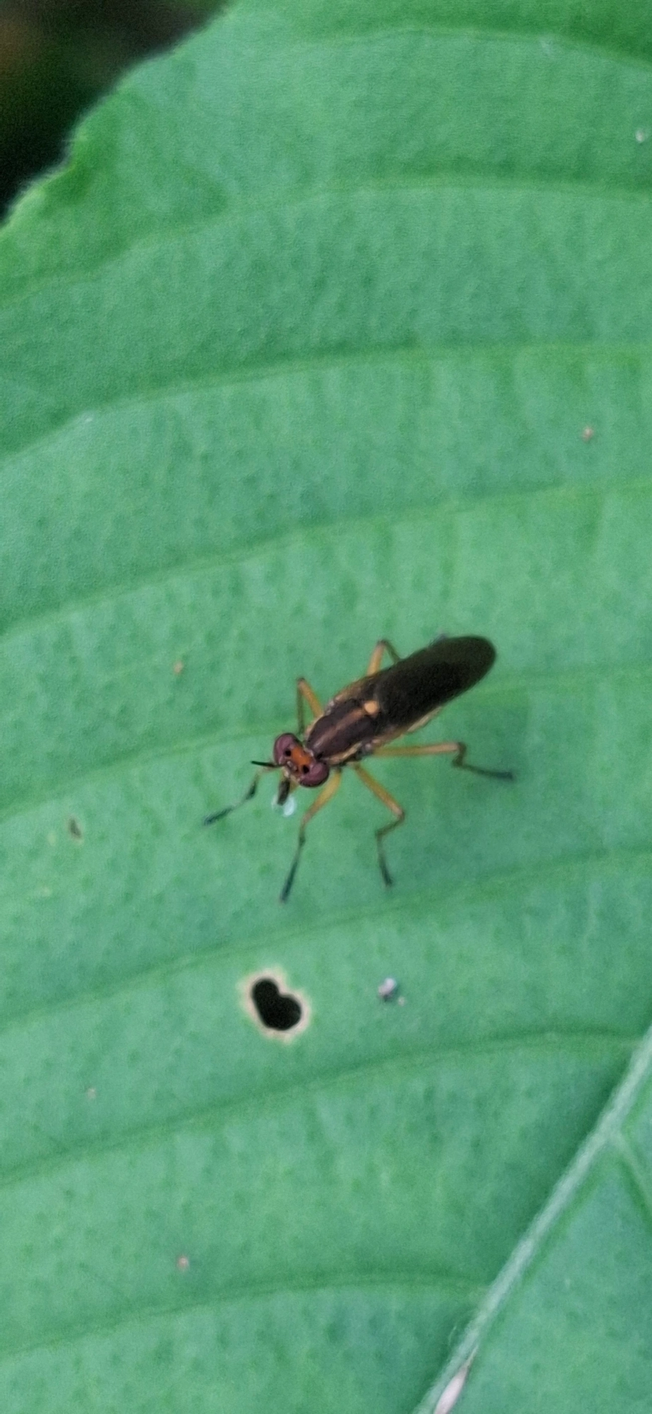 Thecomyia, insetos, fotografado em Maresias, São Sebastião