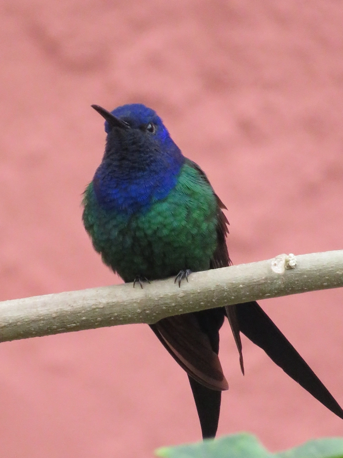 Beija-flor-tesoura (Eupetomena macroura), aves, fotografado em Maresias, São Sebastião