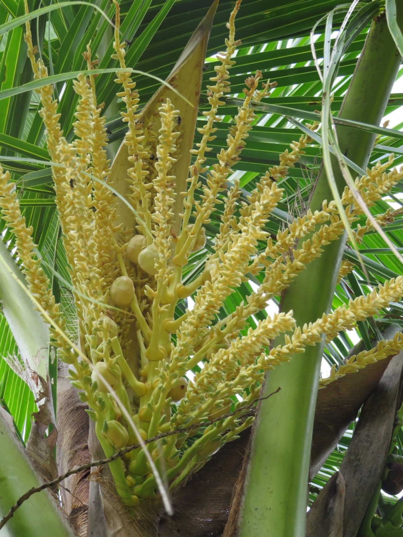 Coqueiro (Cocos nucifera), plantas, fotografado em Maresias, São Sebastião