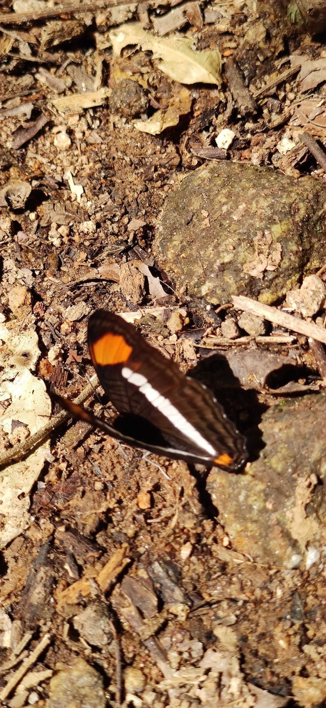 Irmã-de-faixa-lisa (Adelpha cytherea), insetos, fotografado em Maresias, São Sebastião