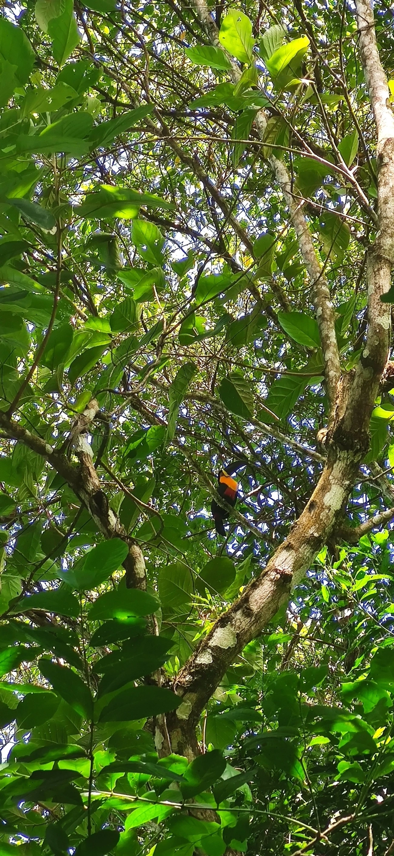 Tucano-de-ariel (Ramphastos vitellinus), aves, fotografado em São Paulo