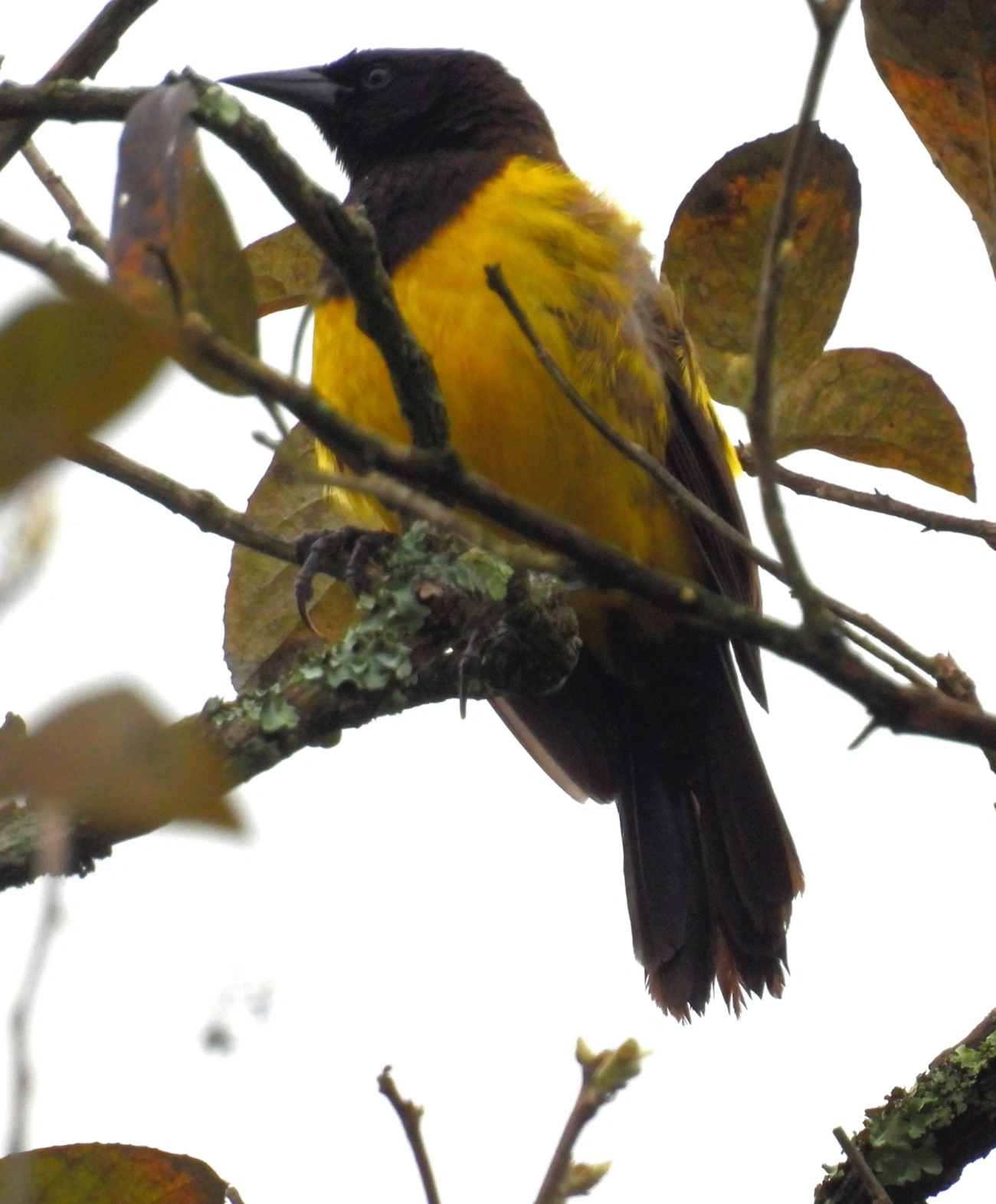 Pássaro-preto-soldado (Pseudoleistes guirahuro), aves, fotografado em Santa Isabel