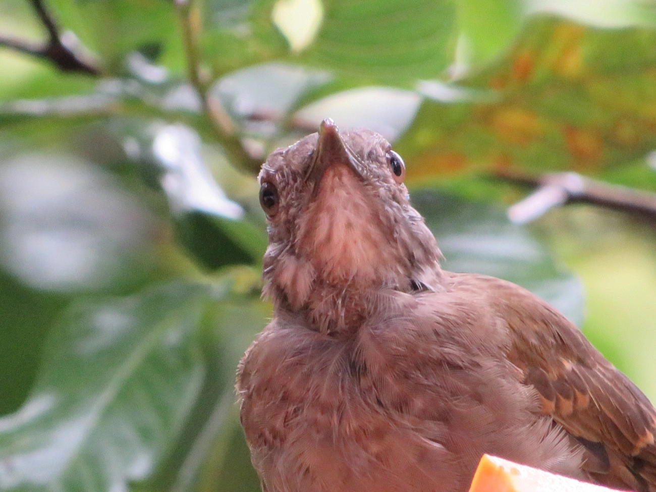 Sabiá-barranco (Turdus leucomelas), aves, fotografado em Maresias, São Sebastião