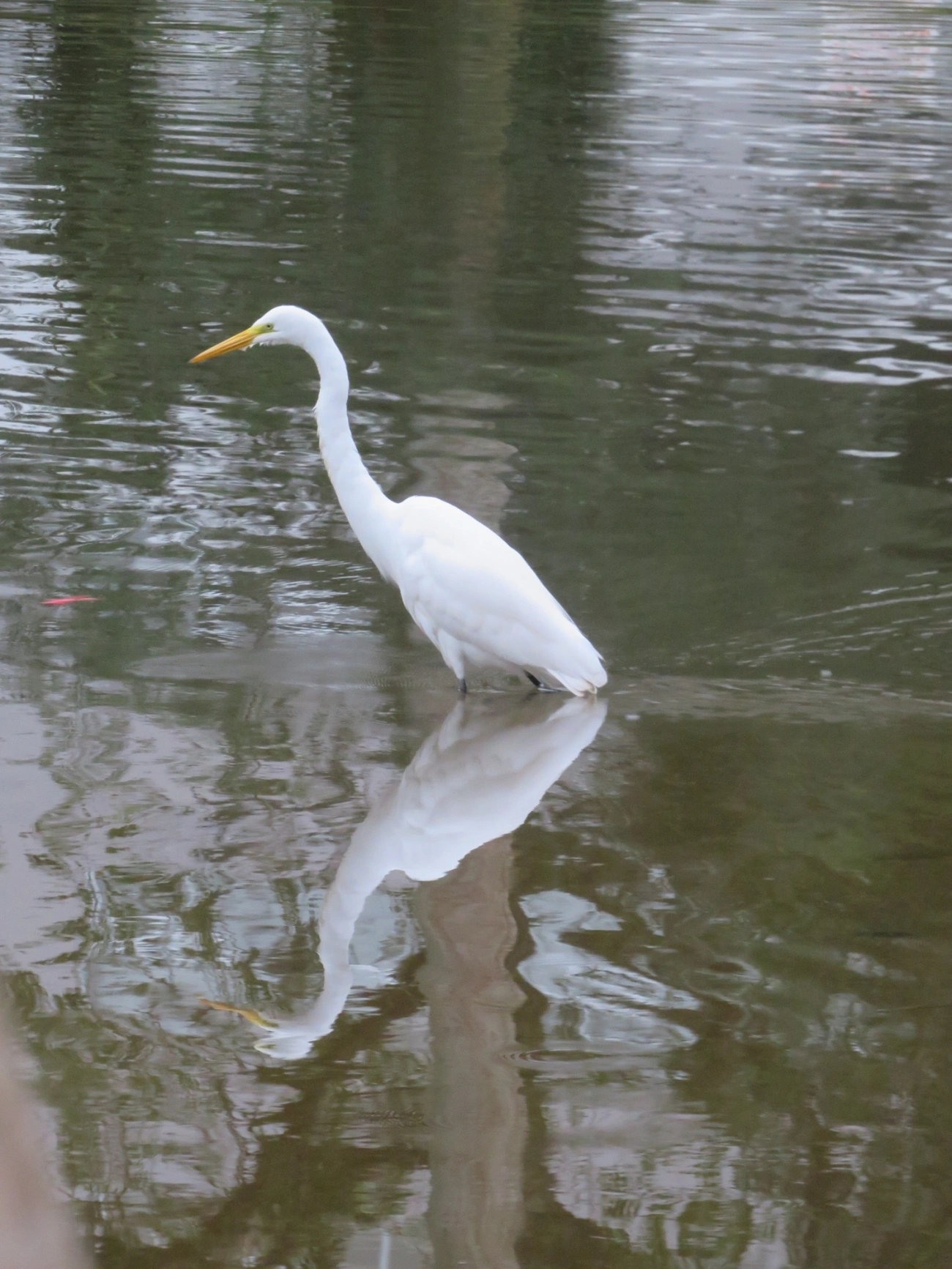 Garça-branca-grande (Ardea alba), aves, fotografado em Indaiá, Caraguatatuba