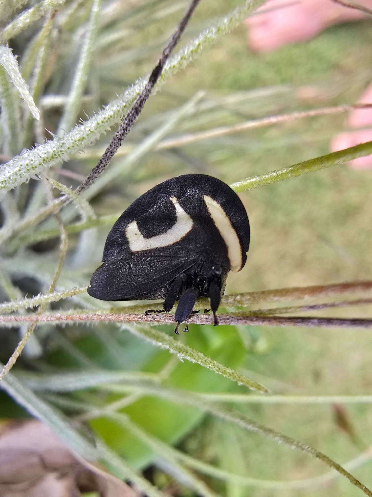 Soldadinho (Membracis foliatafasciata), insetos, fotografado em Centro, Caraguatatuba