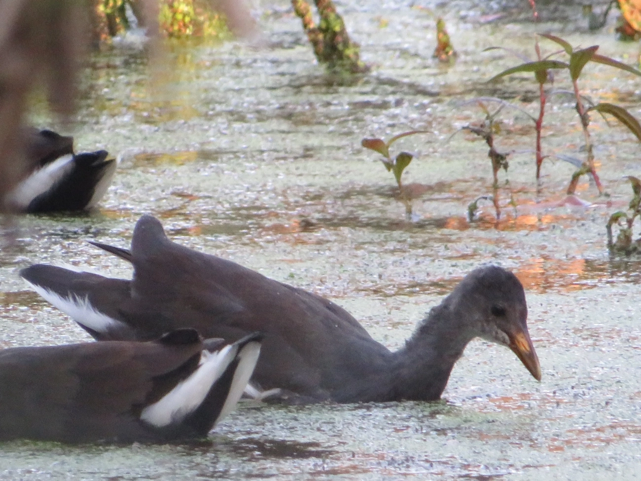 Frango-d'água-comum (Gallinula galeata), aves, fotografado em Maresias, São Sebastião