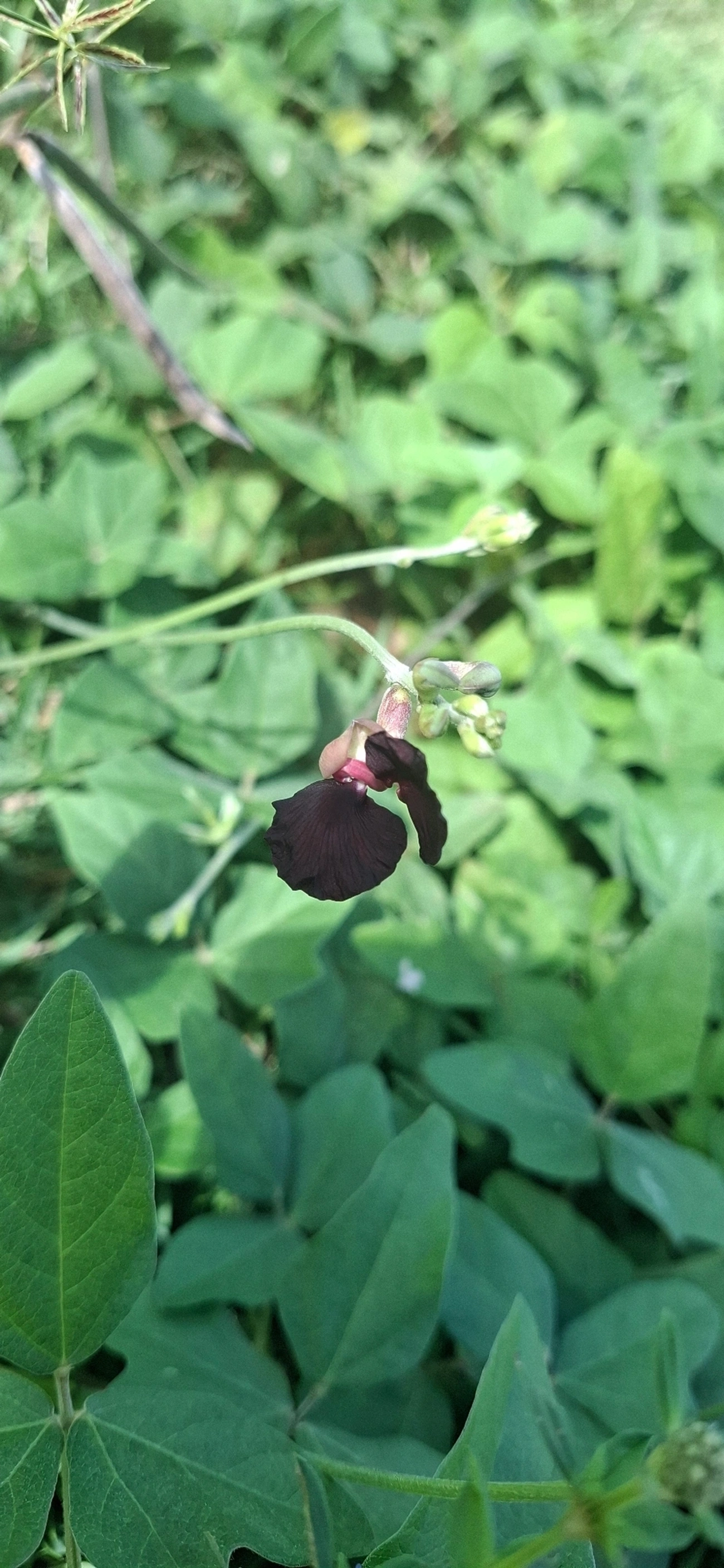 Siratro (Macroptilium atropurpureum), plantas, fotografado em Maresias, São Sebastião