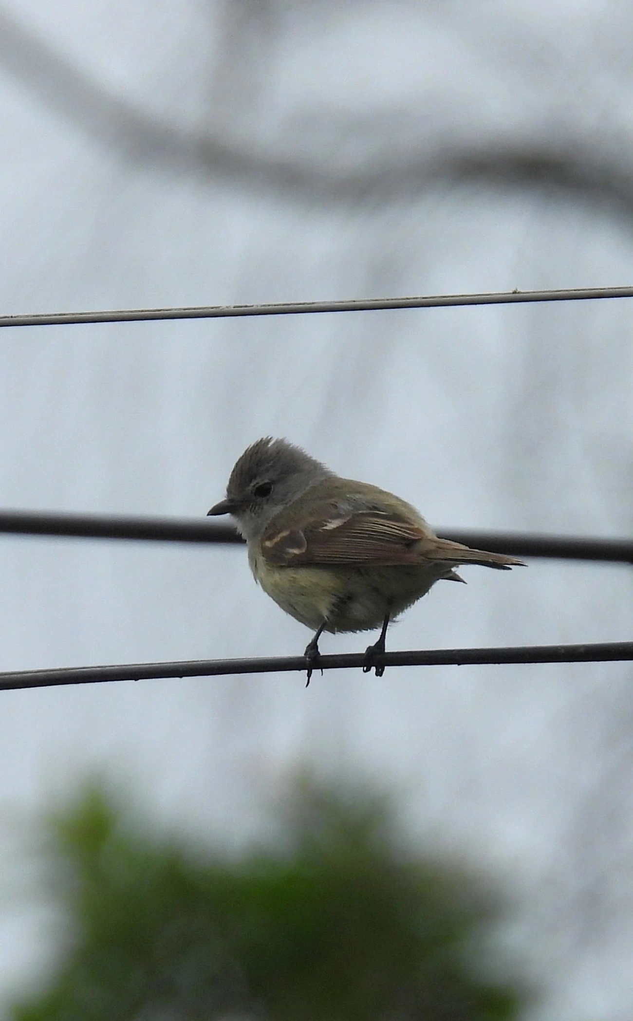 Risadinha (Camptostoma obsoletum), aves, fotografado em Maresias, São Sebastião