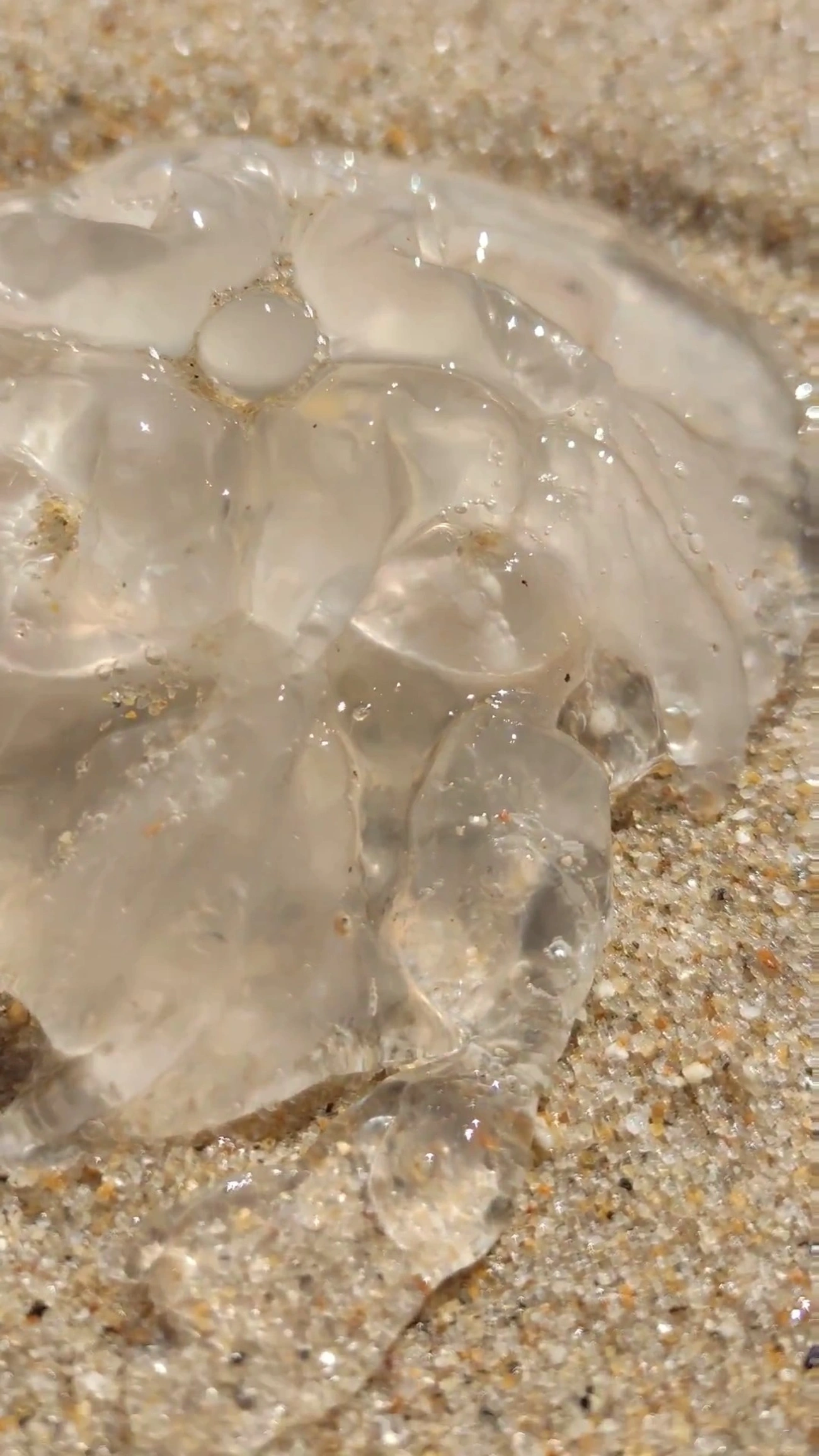 Águas-vivas (Scyphozoa), cnidários, fotografado em Maresias, São Sebastião