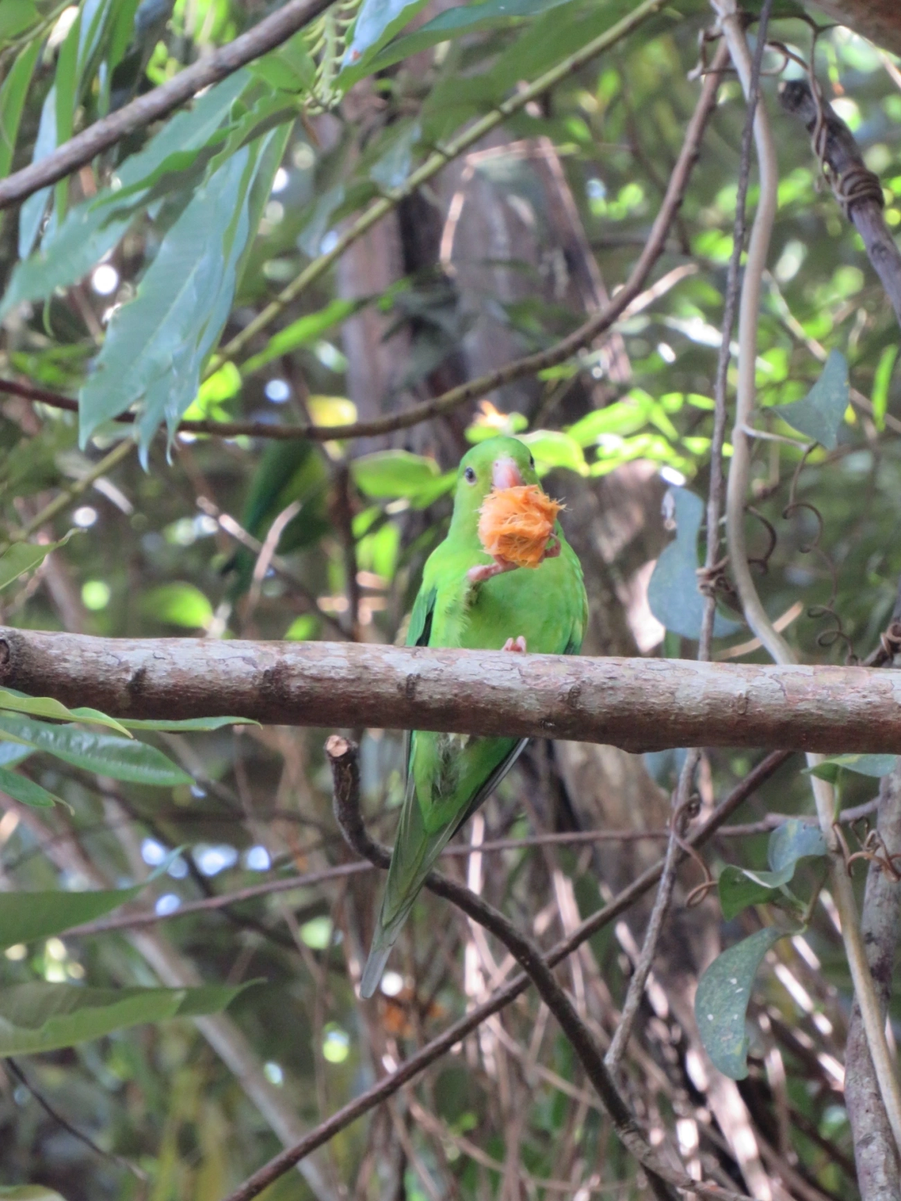 Periquito-rico (Brotogeris tirica), aves, fotografado em Maresias, São Sebastião