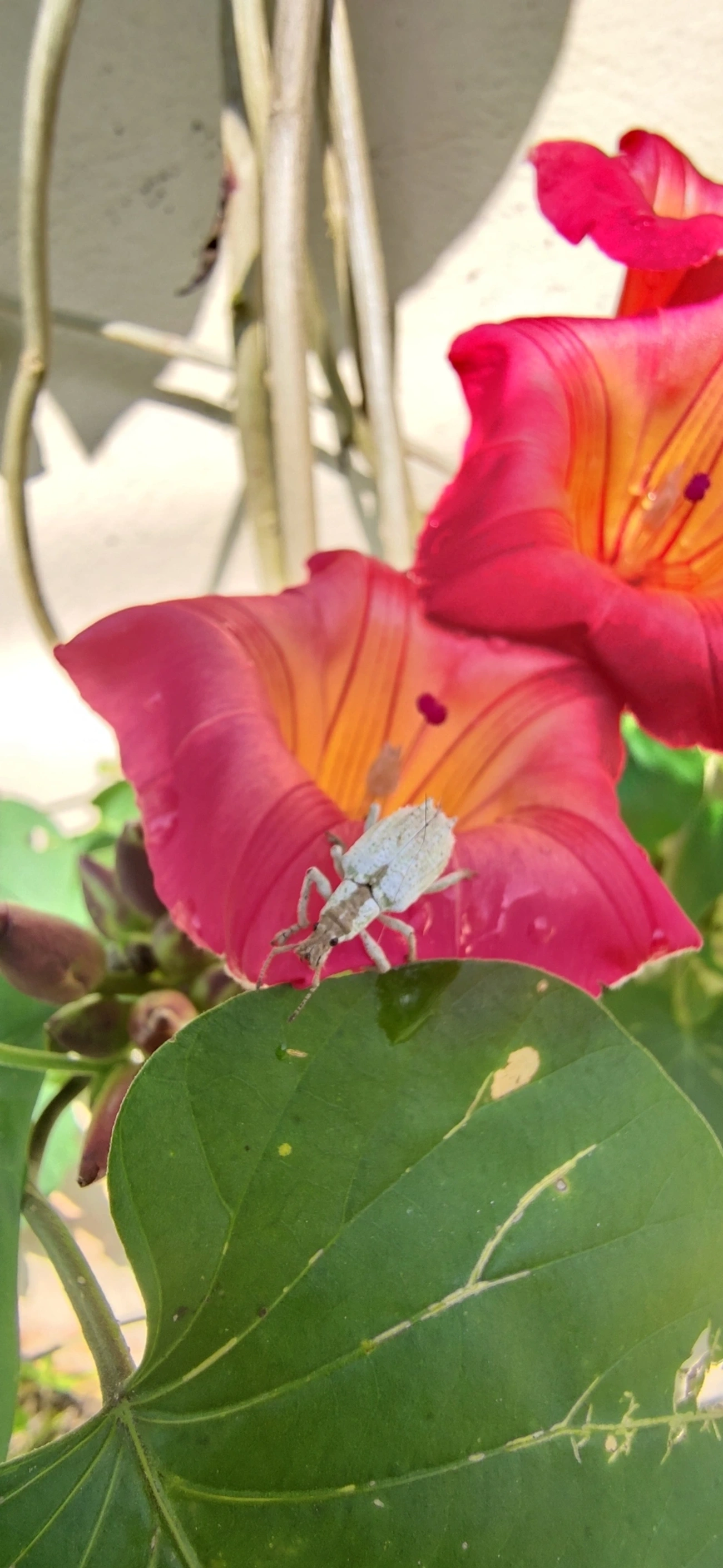 Gorgulho (Compsus niveus), insetos, fotografado em Maresias, São Sebastião