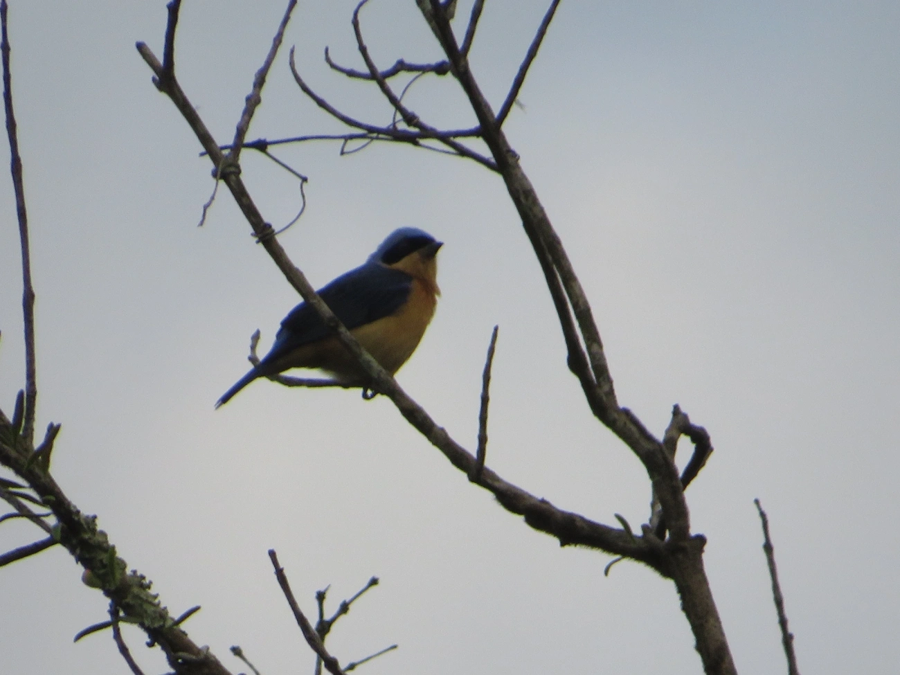 Saíra-Viúva (Pipraeidea melanonota), aves, fotografado em Maresias, São Sebastião
