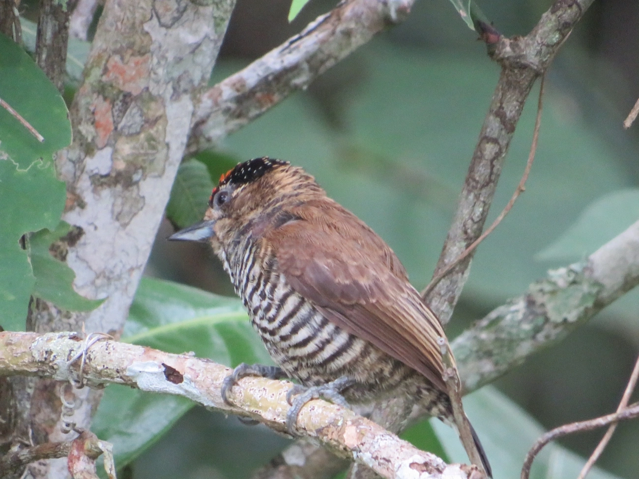 Pica-pau-anão-barrado (Picumnus cirratus), aves, fotografado em Maresias, São Sebastião