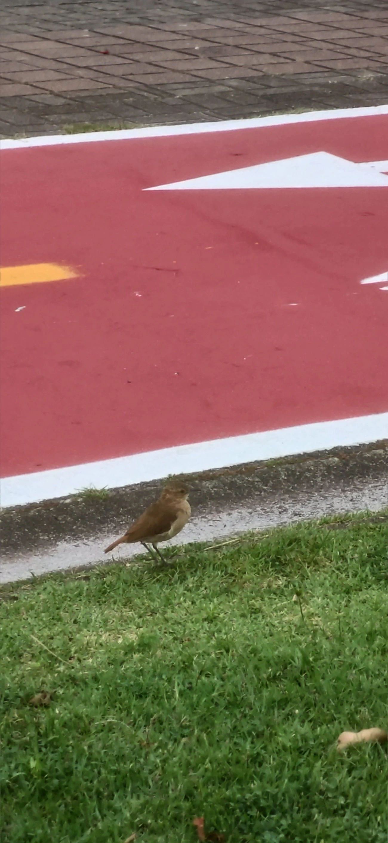 João-de-barro (Furnarius rufus), aves, fotografado em São Sebastião