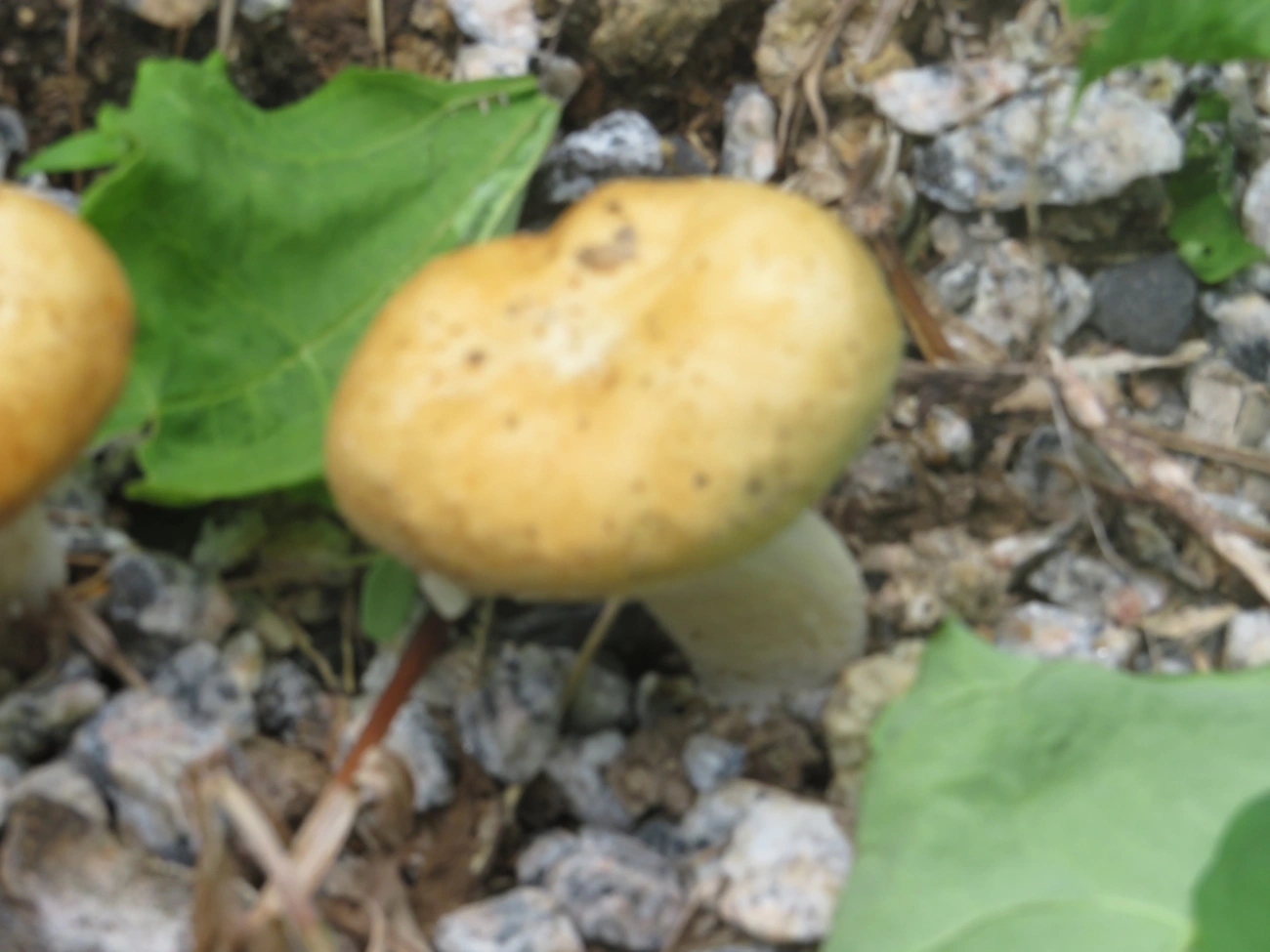 Cogumelos Lamelados (Agaricales), fungos, fotografado em Maresias, São Sebastião