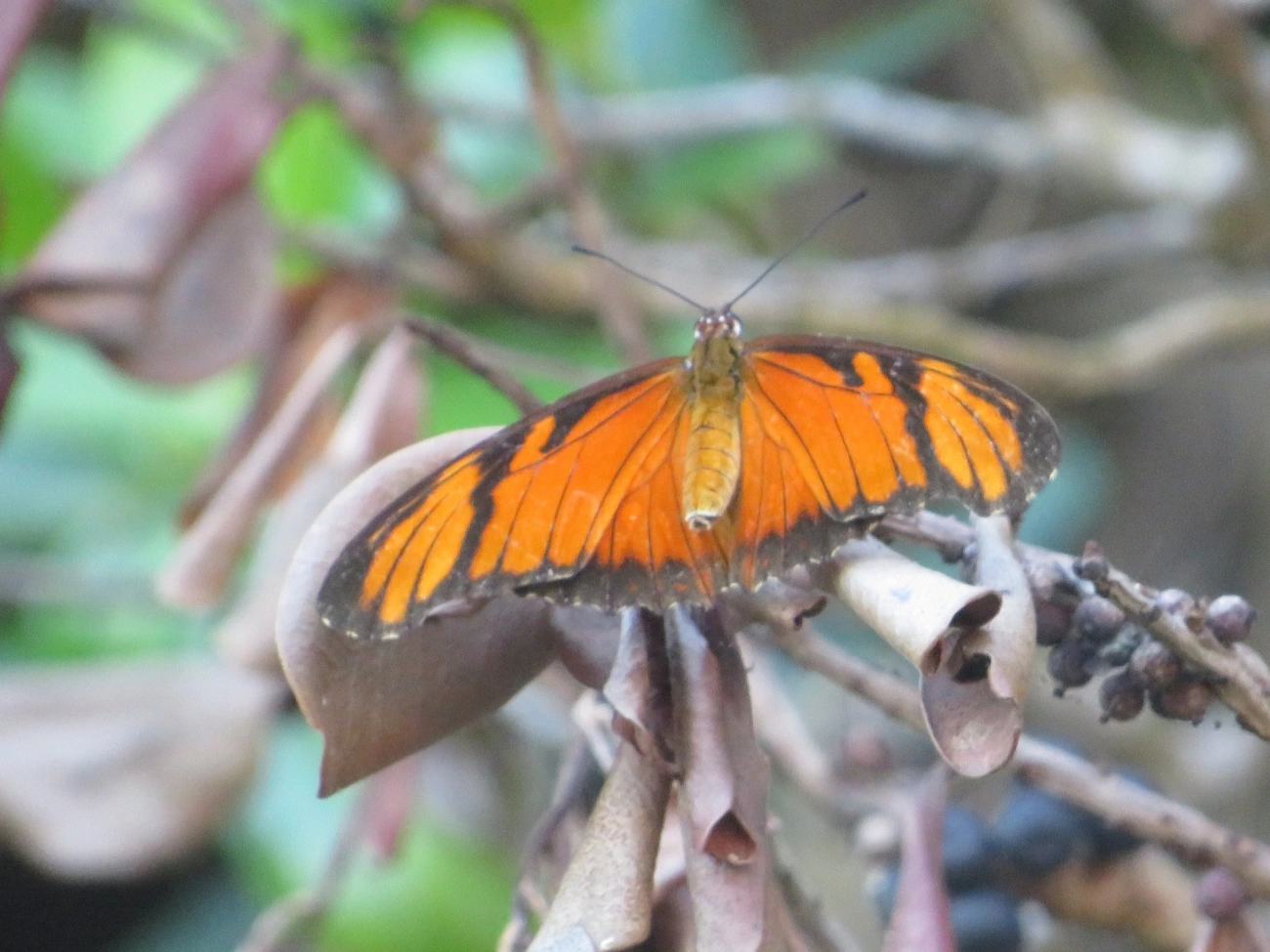 Borboleta-do-Maracujá (Dione juno), insetos, fotografado em Maresias, São Sebastião
