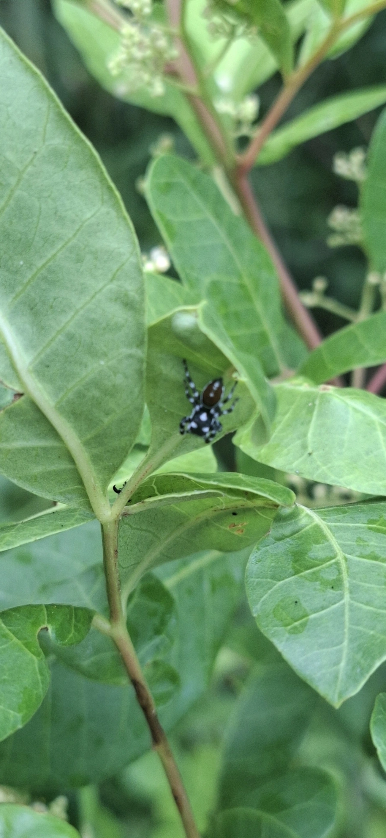 Pachomius, aracnídeos, fotografado em Maresias, São Sebastião